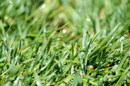 Green Lawn turf abstract nature background 