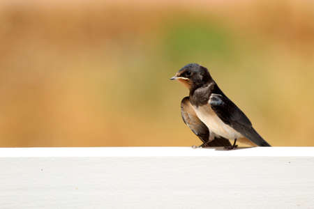 Young Martin  Delichon urbicum , a migratory passerine bird of the swallow familyの写真素材