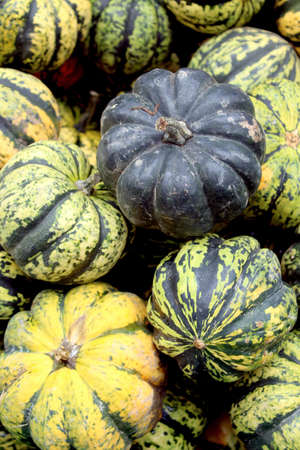 Fresh organic pumpkin background, photo taken at local farmers market, in New York City