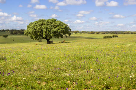 Alentejo region typical fields landscape, South, Portugal.の写真素材