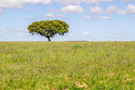Alentejo region typical fields landscape, South, Portugal.の写真素材
