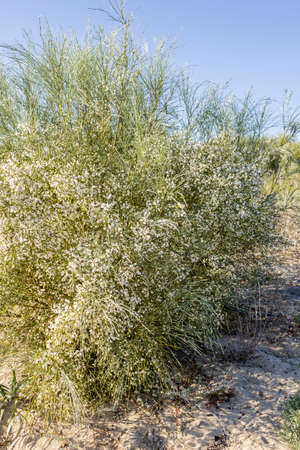 Retama monosperma bridal veil broom a flowering bush in the genus Retama. Autochthonous in Portugal continental in secondary dunes or under cover of coastal pine forests and usefull in landscape recovery and revegetation like motorway embankments.の写真素材