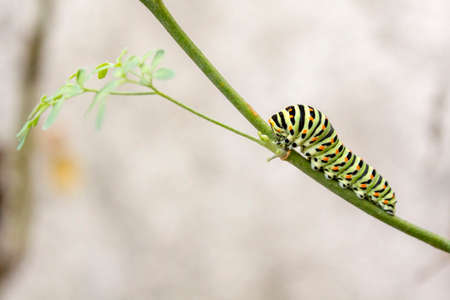 Papilio machaon butterfly caterpillar eating Ruta chalepensis plant.its the first transformation stage of The Old World Swallowtail a butterfly of the family Papilionidae.の写真素材