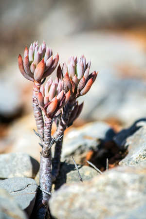 Sedum sediforme in the wild a genus of flowering plants in the family Crassulaceae cultivated as low maintenance garden plants due to their attractive appearance and hardiness and can be used in green roofs.の写真素材