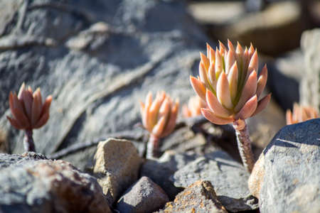 Sedum sediforme in the wild a genus of flowering plants in the family Crassulaceae cultivated as low maintenance garden plants due to their attractive appearance and hardiness and can be used in green roofs.の写真素材