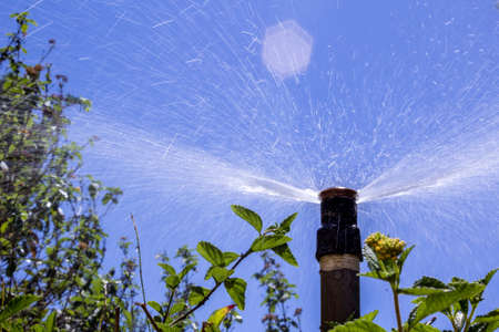 Garden automatic Irrigation system bubbler watering flowerbed, shot from below.の写真素材