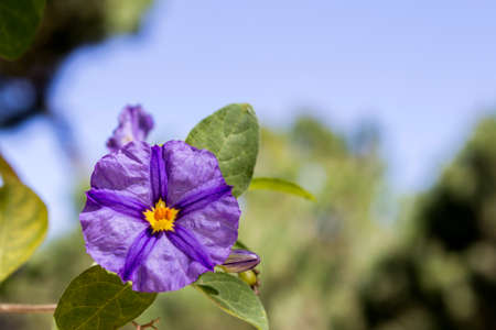 Solanum rantonnetii Species: Lycianthes rantonnetii flowering plant in the family Solanaceae. It is native to Brazil Bolivia Argentina and Paraguay.Cultivated as ornamental worldwide.の写真素材