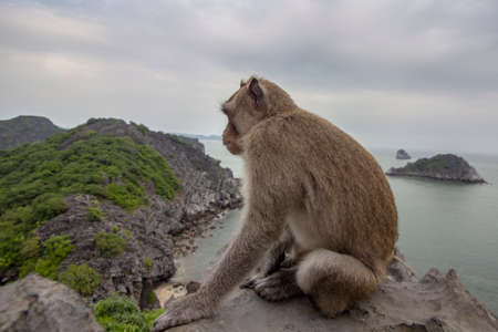 Monkey in mount top of  island beach scenario Lan Ha bay, landmark destination, Cat Ba islands (South of Halong bay), Vietnam.の写真素材