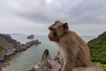 Monkey in mount top of  island beach scenario Lan Ha bay, landmark destination, Cat Ba islands (South of Halong bay), Vietnam.の写真素材