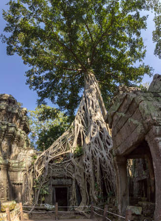 Ta Prohm temple at Angkor, built in the Bayon style in the 13th century and originally called Rajavihara, it was founded by the Khmer King Jayavarman. Siem Reap, Cambodia.の写真素材