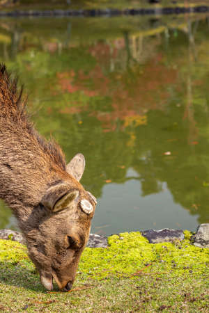 Deers in Nara Park, Japan. The deers, roam freely, are symbol of the city of Nara  and are considered in Shinto to be the messengers of the Gods.の写真素材