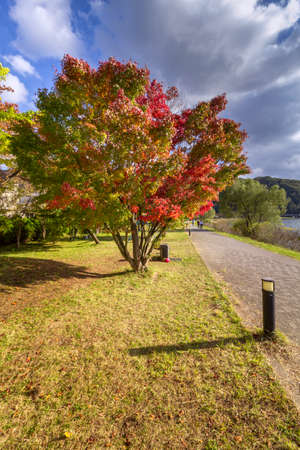 Lake Kawaguchi Lawn Square Park, sightseeing of mount Fuji, Japan.の写真素材