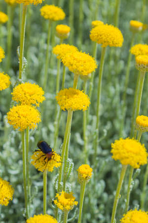Santolina Chamaecyparissus, a species of flowering plant in the family Asteraceae, used as garden...