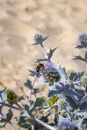 Eryngium maritimum, the sea holly or seaside eryngo, native to most European coastlines and although...