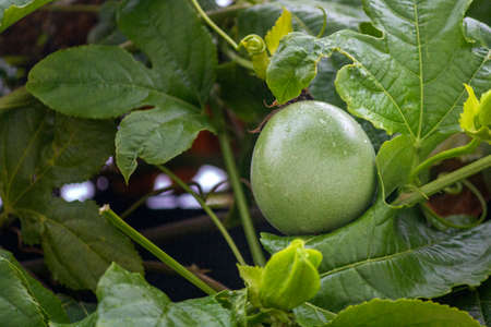 Growing unripe purple passion fruit in vine, species Passiflora edulis, also commonly used as garden ornamental climber besides agriculture production.の写真素材