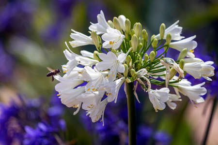 Agapanthus plant specie, flower close-up, it is native to Southern Africa continent and widely cultivated as garden ornamental plant throughout warm regions.の写真素材