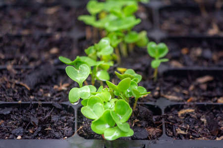 Sprouts of radish vegetables (species Raphanus raphanistrum) in fertile soil of germination tray, after 6 days of seeding and nurtured in natural organic conditions.の写真素材