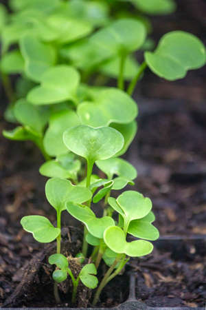 Sprouts of radish vegetables (species Raphanus raphanistrum) in fertile soil of germination tray,...