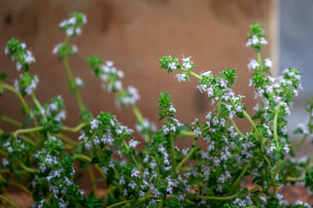 Close up of blooming Thymus vulgaris, evergreen aromatic herb native to southern Mediterranean Europeの写真素材