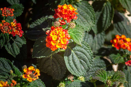 Lantana camara close up background flower detail, a species of flowering plant within the...