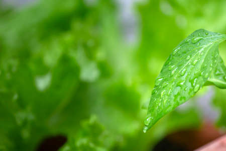 Closeup of healthy organic homegrown Bell Pepper plant, specie Capsicum annuum. Native from Central...