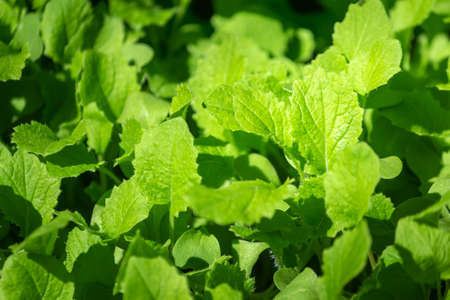 Sprouts of turnip vegetables (species Brassica rapa) in fertile soil of germination tray, after 15...