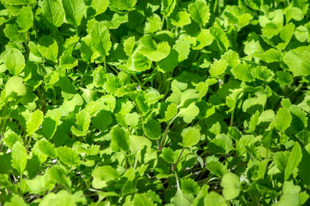 Sprouts of turnip vegetables (species Brassica rapa) in fertile soil of germination tray, after 15...