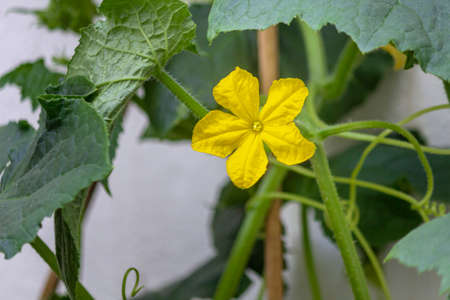 Organic home growing, Cucumber flower macro on creeping vine, species Cucumis sativus. Native from...