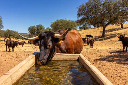 Cattle drinking fresh water at farmland countryside landscape, in Alentejo tourist destination region, Portugal.の写真素材