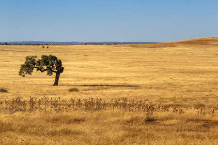Alentejo typical farmland fields and Mediterranean landscape in summer, tourist destination region, Portugal.の写真素材