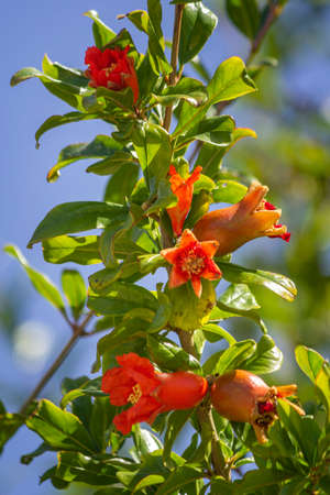 Pomegranate tree flower detail, species Punica granatum, a deciduous shrub originated in the region between Iran and northern India and cultivated since ancient times throughout the Mediterranean.の写真素材