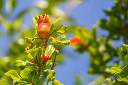 Maturing pomegranate fruit, species Punica granatum, a deciduous shrub originated in the region between Iran and northern India and cultivated since ancient times throughout the Mediterranean region.の写真素材