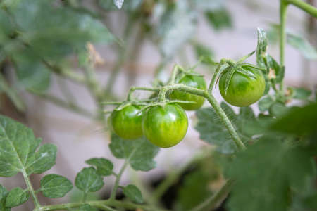 Unripe cherry tomatoes organic home growing, species Solanum lycopersicum var. cerasiforme, a type of small round tomato intermediate genetic admixture between wild and domesticated garden tomatoes.の写真素材