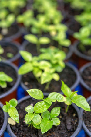 Growing two week germination pots of purple passion fruit vine sprouts, species Passiflora edulis, commonly used as garden ornamental climber besides agriculture fruit  production.の写真素材