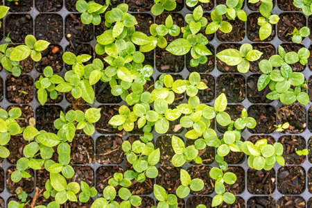 Growing one week germination tray of purple passion fruit vine sprouts, species Passiflora edulis, commonly used as garden ornamental climber besides agriculture fruit  production.の写真素材
