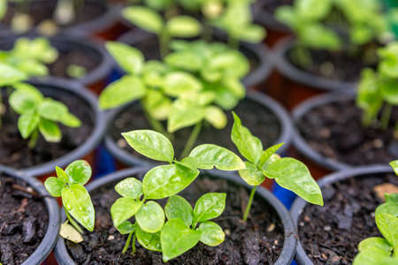 Growing two week germination pots of purple passion fruit vine sprouts, species Passiflora edulis, commonly used as garden ornamental climber besides agriculture fruit  production.の写真素材