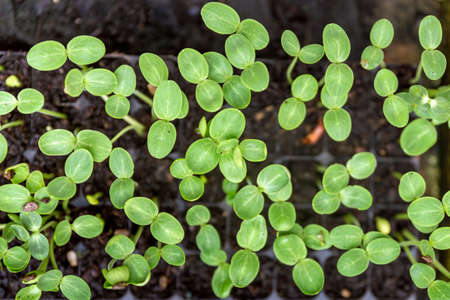 Growing one week germination tray watermelon fruit vine sprouts, species citrullus lanatus, commonly used as commercial agriculture fruit  production.の写真素材