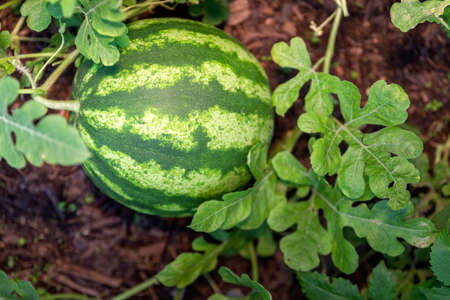 Organic home growing unripe watermelon fruit, species citrullus lanatus, a vine-like plant in the Cucurbitaceae family, domesticated in West Africa and highly cultivated worldwide.の写真素材