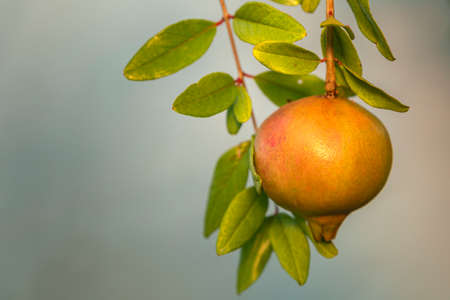 Maturing pomegranate fruit, species Punica granatum, a deciduous shrub originated in the region between Iran and northern India and cultivated since ancient times throughout the Mediterranean region.の写真素材