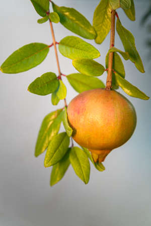 Maturing pomegranate fruit, species Punica granatum, a deciduous shrub originated in the region between Iran and northern India and cultivated since ancient times throughout the Mediterranean region.の写真素材
