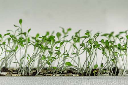 Germination tray sprouts closeup of organic homegrown lettuce, species lactuca sativa, a vegetable rich in vitamin K and A, was originally farmed in ancient Egypt.の写真素材