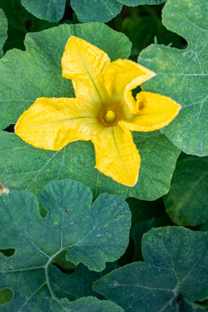 Close up of a yellow female pumpkin flower,  (Species Cucurbita maxima), during daylight ,in an organic garden.の写真素材