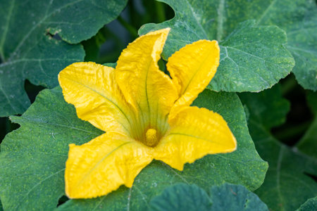 Close up of a yellow female pumpkin flower,  (Species Cucurbita maxima), during daylight ,in an organic garden.の写真素材