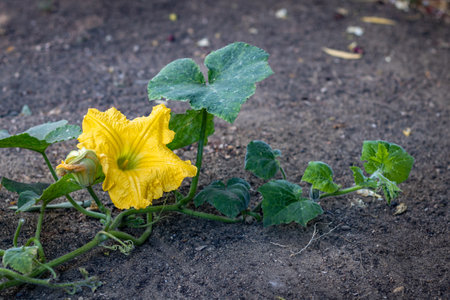 Close up of a yellow female pumpkin flower,  (Species Cucurbita maxima), during daylight ,in an organic garden.の写真素材