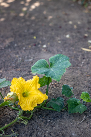 Close up of a yellow female pumpkin flower,  (Species Cucurbita maxima), during daylight ,in an organic garden.の写真素材