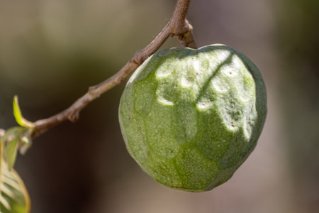Cherimoya (Species Annona cherimola), close up Detail , a tropical fruit believed to be native to Ecuador and Peru, with cultivation practiced in the Andes and Central Americaの写真素材