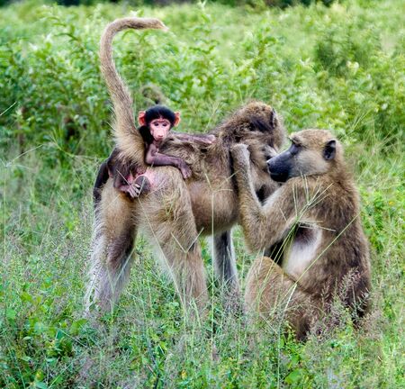 family of monkeysの写真素材