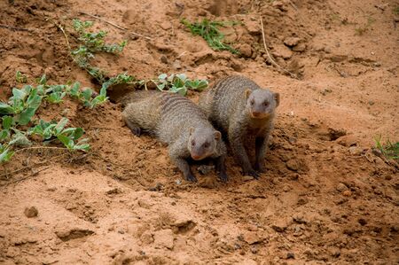 mangostasの写真素材