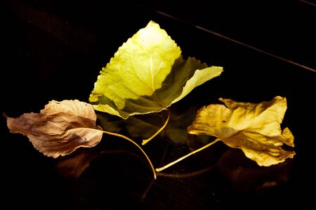 Autumn Leaves 3 ​​different colors and dry on teak.