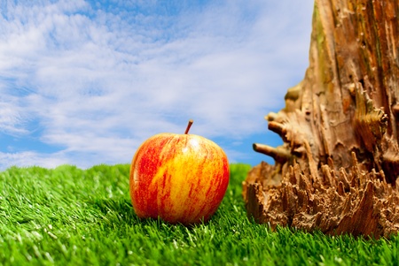 Fallen apple of the tree on the green and fresh grass in a sunny day with silky clouds of backgroundの写真素材